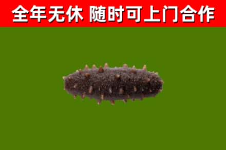 未央区回收海参干